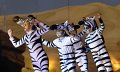 Lionking 0353